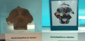 Australopithecus boisei dan Australopithecus robustus