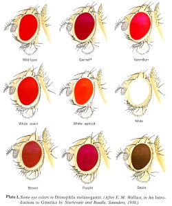 Drosophila_eye_colors httpswww.mun.cabiologyscarrDrosophila_eye_colors.jpg