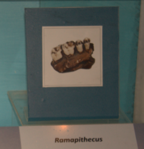 Ramapithecus