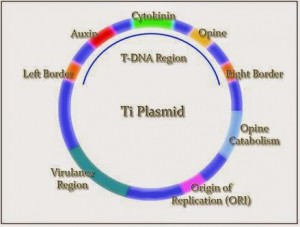 gambar 9 (dunianyabiosains.blogspot.com)