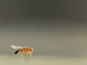 solvin-zankl-curly-mutant-of-the-fruit-fly-drosophila-melanogaster-that-is-used-as-a-genetic-marker www.allposters.com