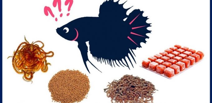 makanan ikan cupang