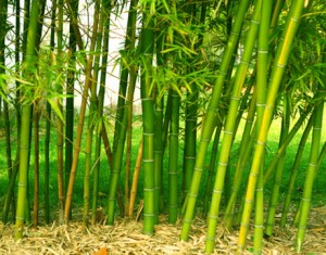 bamboo-tree-mbakfajritut