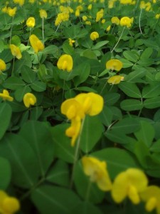 Arachis Pantoi yang bermekaran di pagi hari di area UNNES
