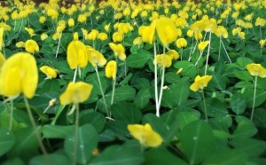 arachis aku