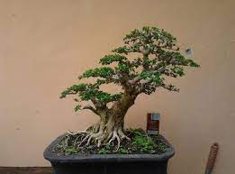 Membuat Bonsai Sancang